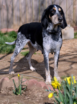 Blue store tick foxhound